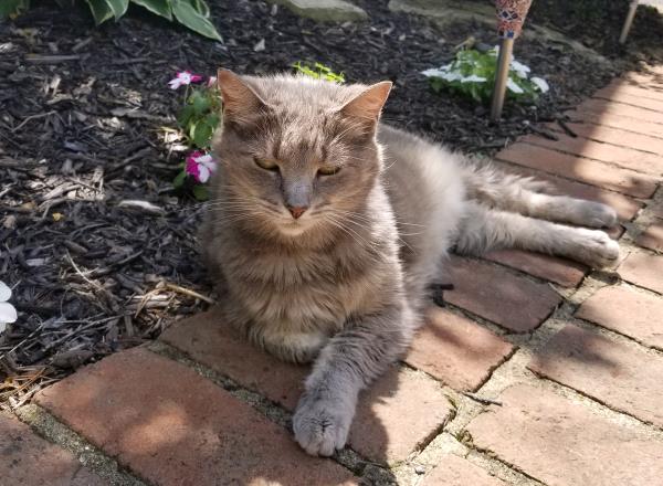 /Images/uploads/Cat Welfare Association/catwelfare2019calendarcontest/entries/6894thumb.jpg